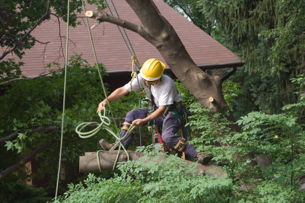 How Our Tree Care Process Works  in  Comer, GA
