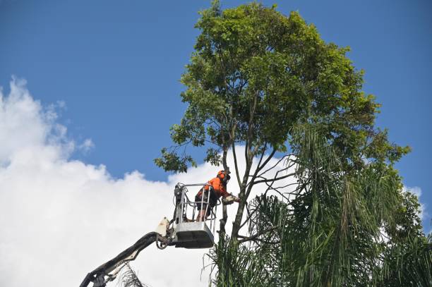 Mulching Services in Comer, GA